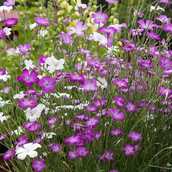 Mix Agrostemma Seeds