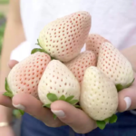 O1CN01F4WOaO2Jkjlye2GDA__2213216199460_jpg_q50_jpg