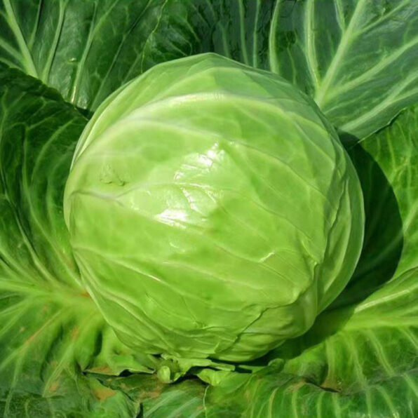 Katarina Hybrid Cabbage Seeds