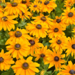 O1CN01vt2DAV2BdOHmREUIM__2044468361-0-cib_1