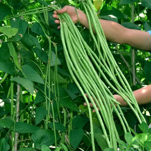 Orient Wonder Yard Long Bean Seeds