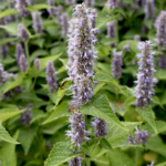 O1CN01QO7bnG2JkjXYIgvl6__2213216199460