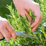 O1CN01ApxhHI2Jkjm4UoDeW__2213216199460_jpg_q50_jpg