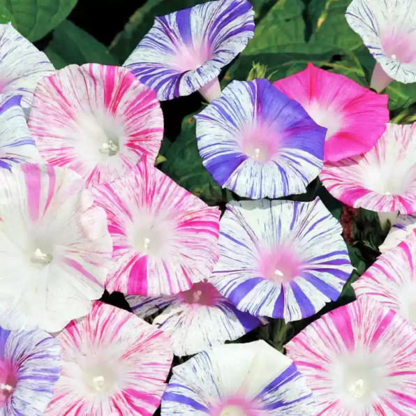 Harlequin Mix Morning Glory Seeds