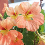 nasturtium-gleam-salmon-shk-1
