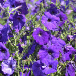 petunia-alderman-shk-2