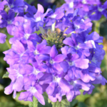 O1CN01Cv6LyX2JkjlVs9n8o__2213216199460_jpg_q30_jpg