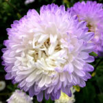 Lady Coral Lavender China Aster Seed