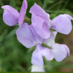 Elegance Lavender Sweet Pea Seed