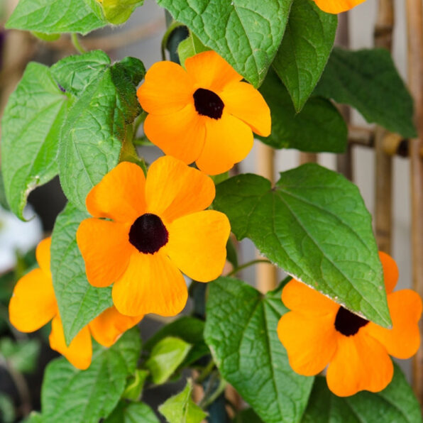 Black-Eyed Susan Vine Seeds