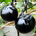 Black Beauty Organic Eggplant Seeds