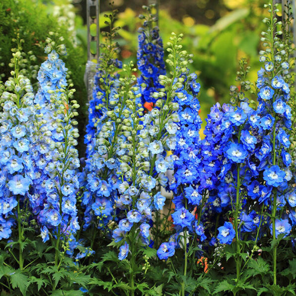 Light Blue White Bee Delphinium Seeds