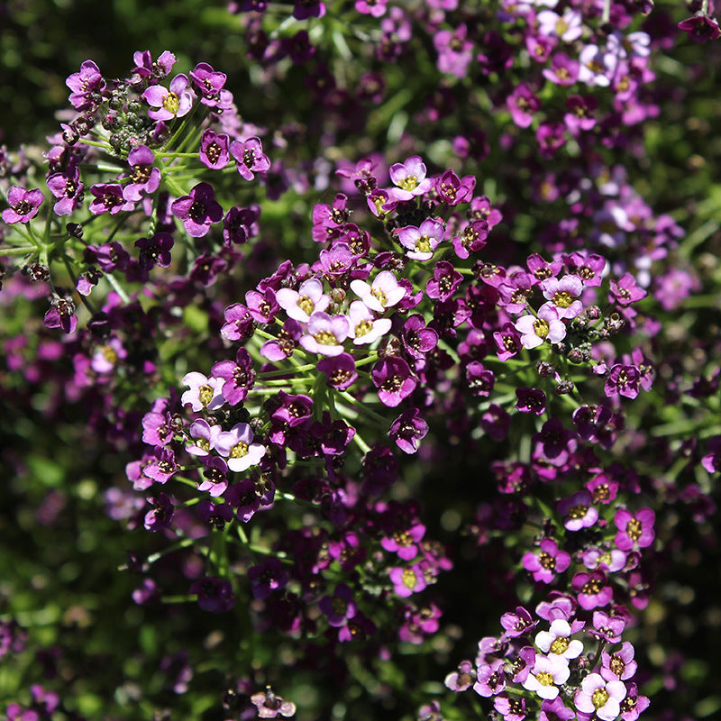 O1CN014CTtuJ2BdOJ3WH9h6__2044468361-0-cib