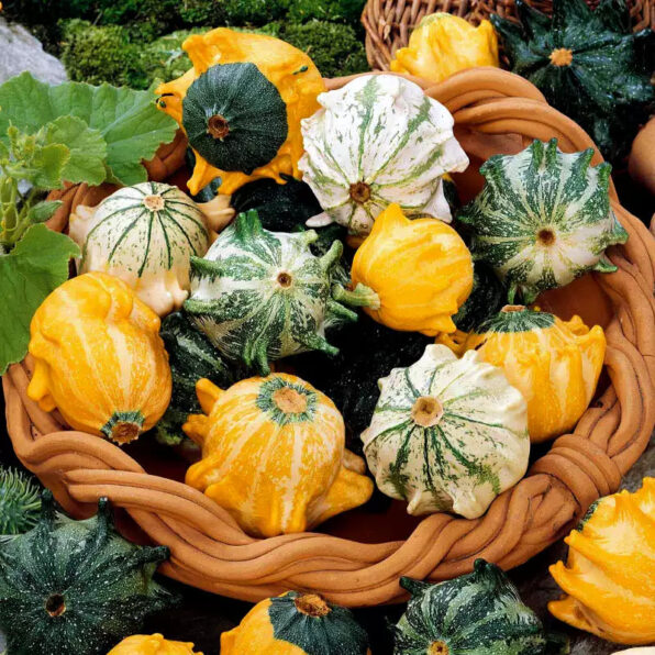 Gourd Complete Large & Small Mix Seeds