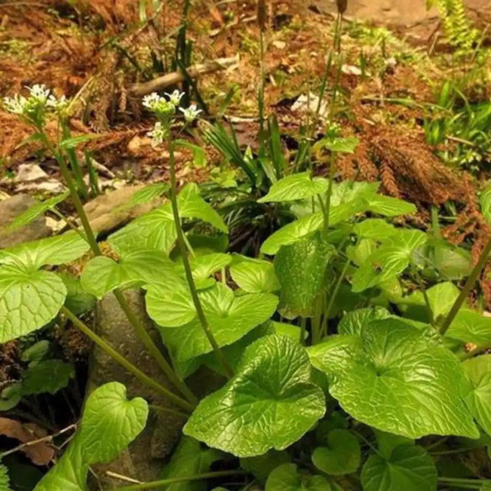 O1CN014SaRmp1C0Hv9jKq7c__711120018_jpg_q50_jpg