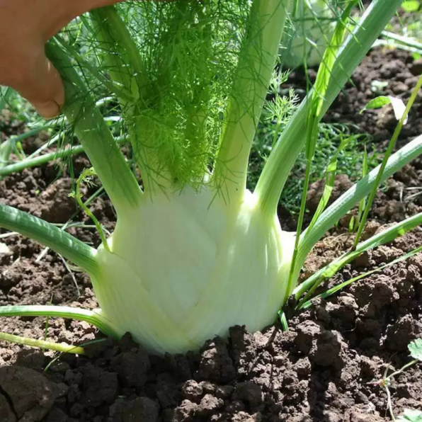 Florence Fennel Seeds