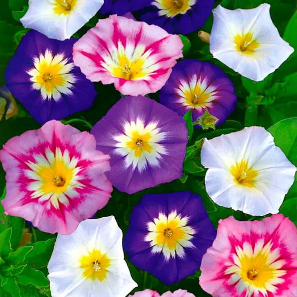 Fieldgrown Mix Morning Glory Seeds