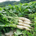 O1CN01JeS4CG2Byupg3QHWL__378168408_jpg_q50_jpg