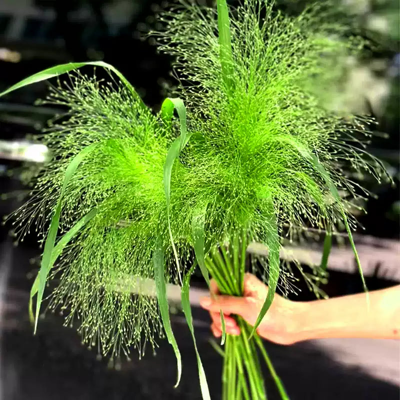 O1CN014tbSpv2Jkjm0bTHZF__2213216199460_jpg_q50_jpg