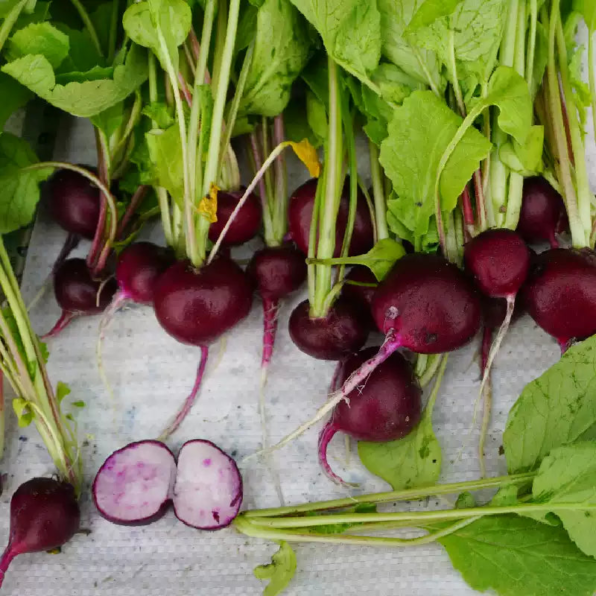 Bacchus (F1) Radish Seed