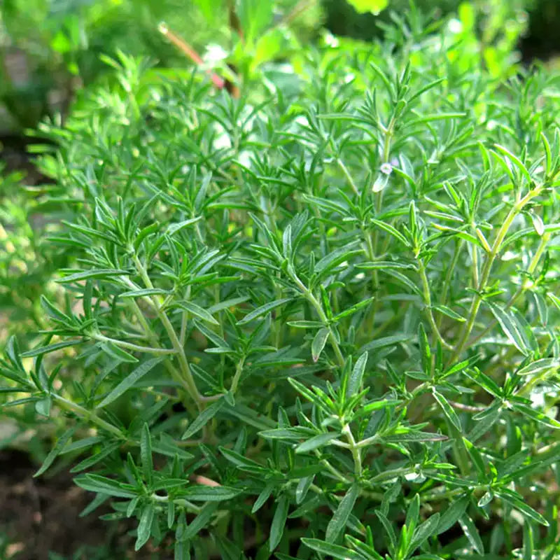 O1CN0154hu1j2JkjlWhHJ3P__2213216199460_jpg_q50_jpg