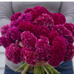 O1CN01XXG73m2JkjZizk2Ds__2213216199460_jpg_q30_jpg