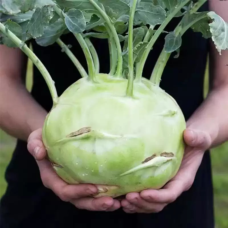 O1CN015TAw7p1fTiJTwCMl8__2215217864008_jpg_q50_jpg