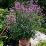 O1CN01NrBlMq2JkjXFNHJ8V__2213216199460-1