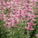 sage-clary-tricolor-mix-shk-1