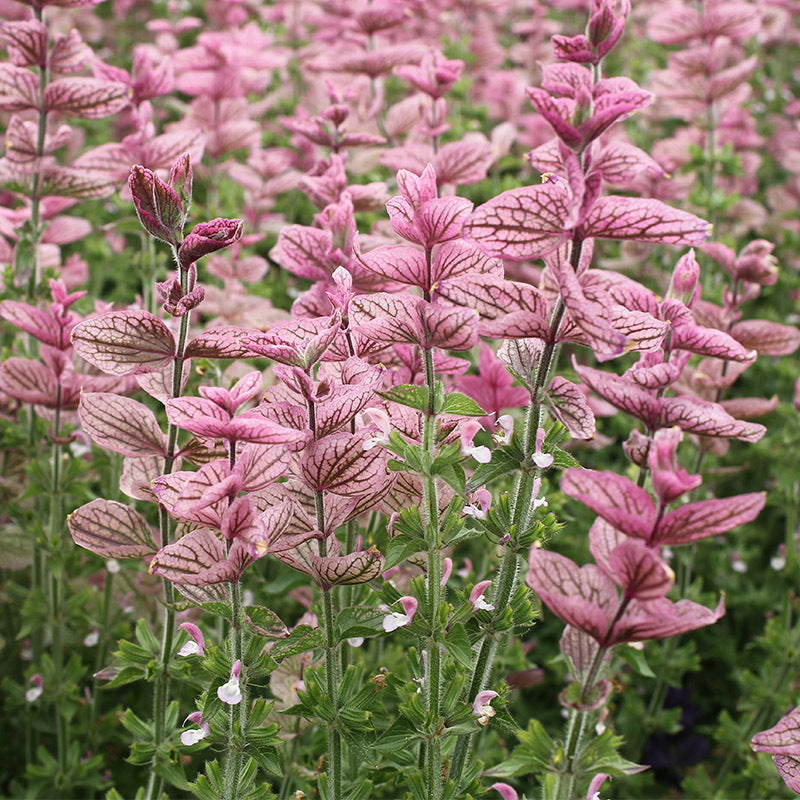 O1CN015Wrcs52BdOQ8tky0U__2044468361-0-cib