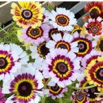 Painted Daisy Mix Seeds