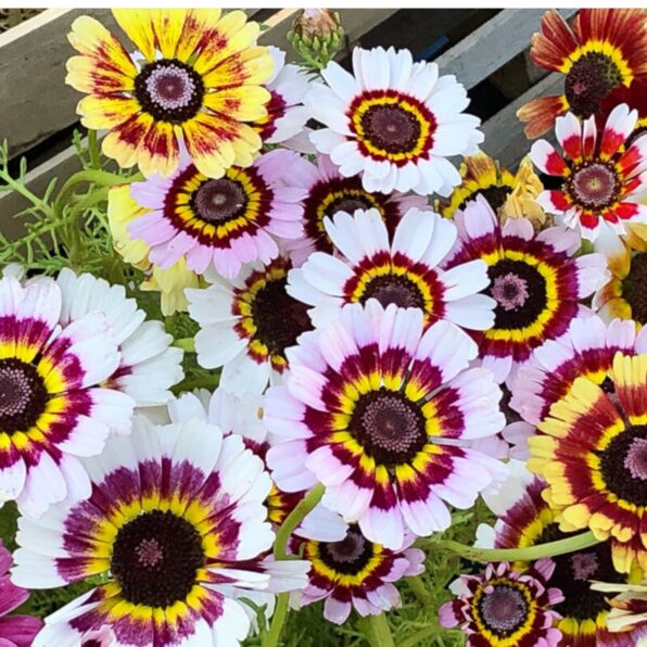 Painted Daisy Mix Seeds
