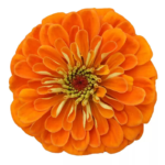 O1CN018Hka7G2JkjcCIaJN6__2213216199460_jpg_q50_jpg