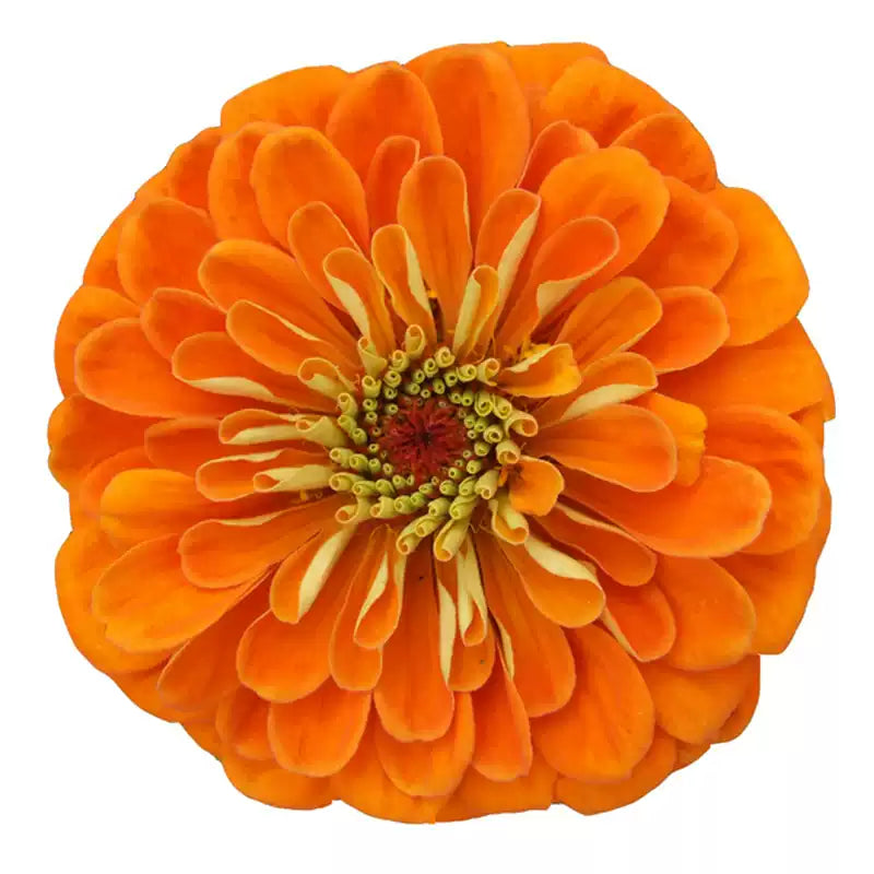 O1CN015a2gCC2JkjcBEMRKj__2213216199460_jpg_q50_jpg