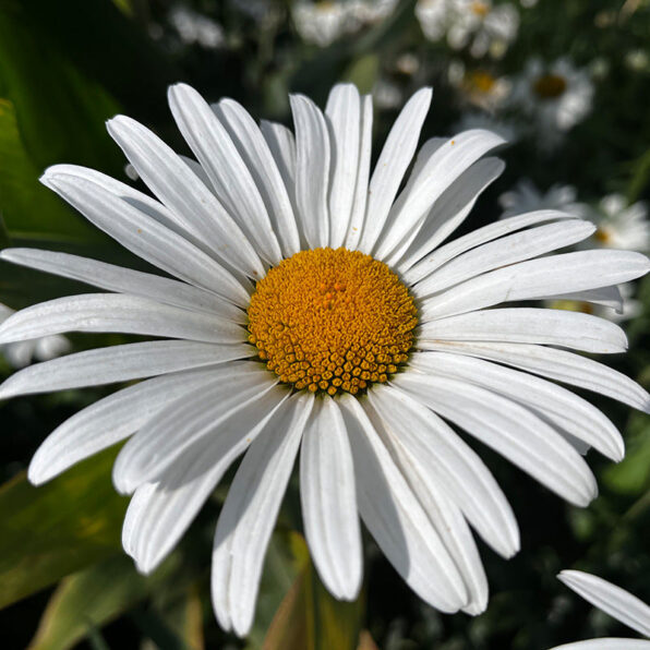 'White Breeze' Shasta Daisy Seeds