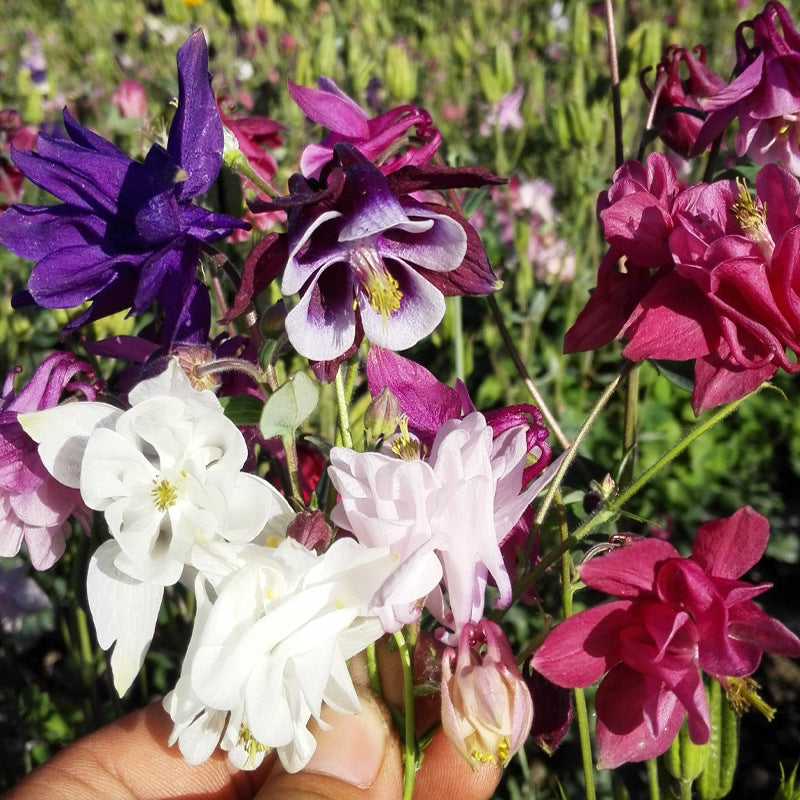 O1CN015p6yi42BdOA9ZOvjq__2044468361-0-cib