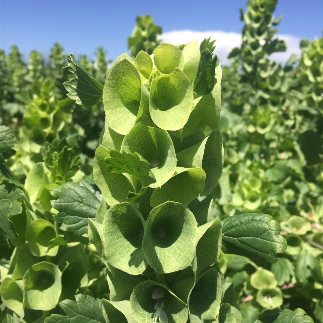 O1CN015qtxuQ2BdOL5MH6MT__2044468361-0-cib