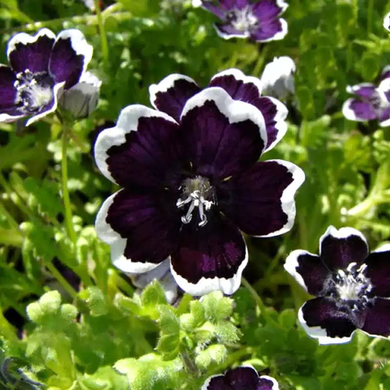 O1CN015s06um2JkjeqEo8YJ__2213216199460_jpg_q50_jpg