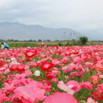 O1CN01OK5q4f1dXiTMQx2KK__1071273746_jpg_q50_jpg