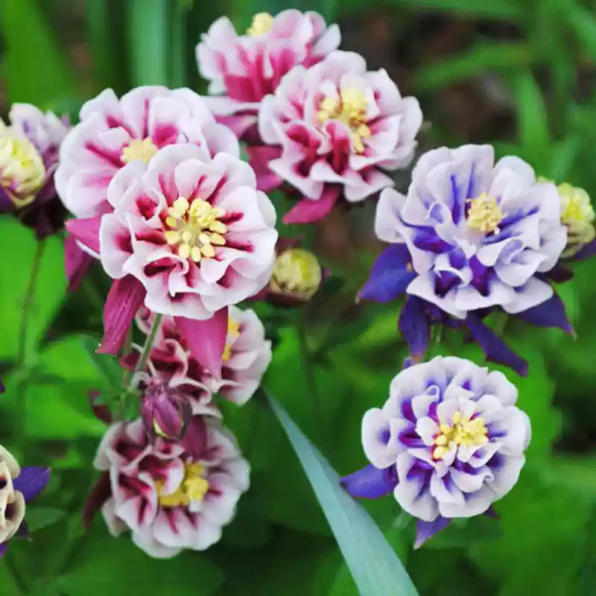 Dwarf Columbine Mixed Color Flower Seeds