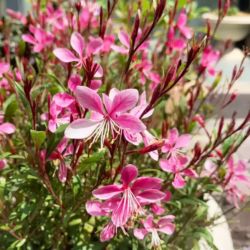 O1CN0163SatF2GBWJCZkssz__130148977_jpg_q50_jpg