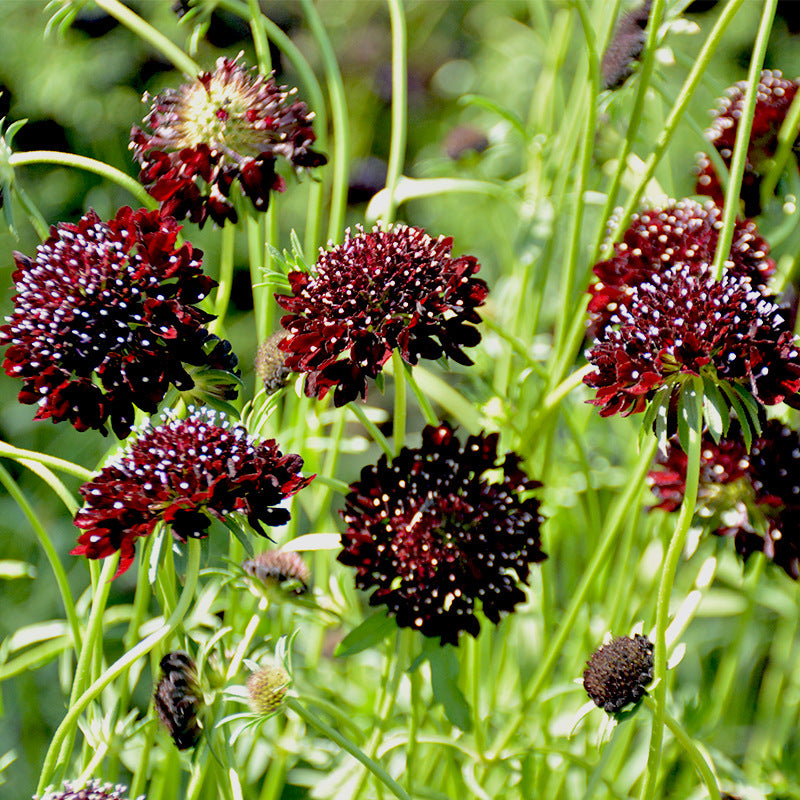 O1CN016FURvK2BdOHqikJ9B__2044468361-0-cib_1_15576b0d-d5e2-4fd4-bddf-cd000a5c770f