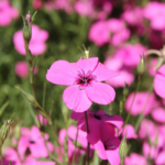 O1CN012LjliW1NdBRwutlHF__673761592