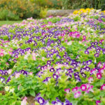 Mix Torenia Seeds