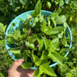 O1CN01lfMuZ82Jkjb54jMbk__2213216199460_jpg_q50_jpg