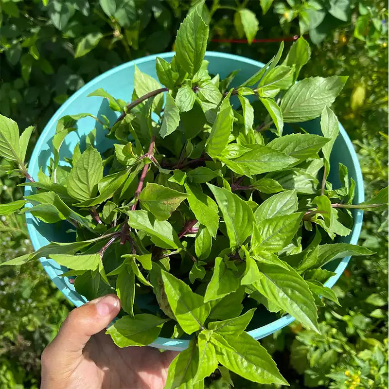 O1CN016gvPum2JkjbDYAMOD__2213216199460_jpg_q50_jpg