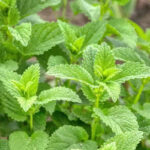 O1CN01IPC5cy2JkjmCIPx03__2213216199460_jpg_q50_jpg