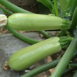 O1CN01V4k7MX1hSSYzPdg2Y__2218109024276-0-cib