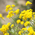 O1CN0188BOnu2JkjaTBwM3P__2213216199460_jpg_q30_jpg