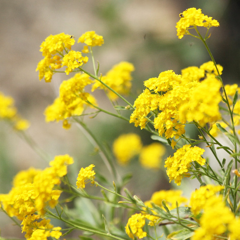 O1CN017CnjCg2JkjaPv7joV__2213216199460